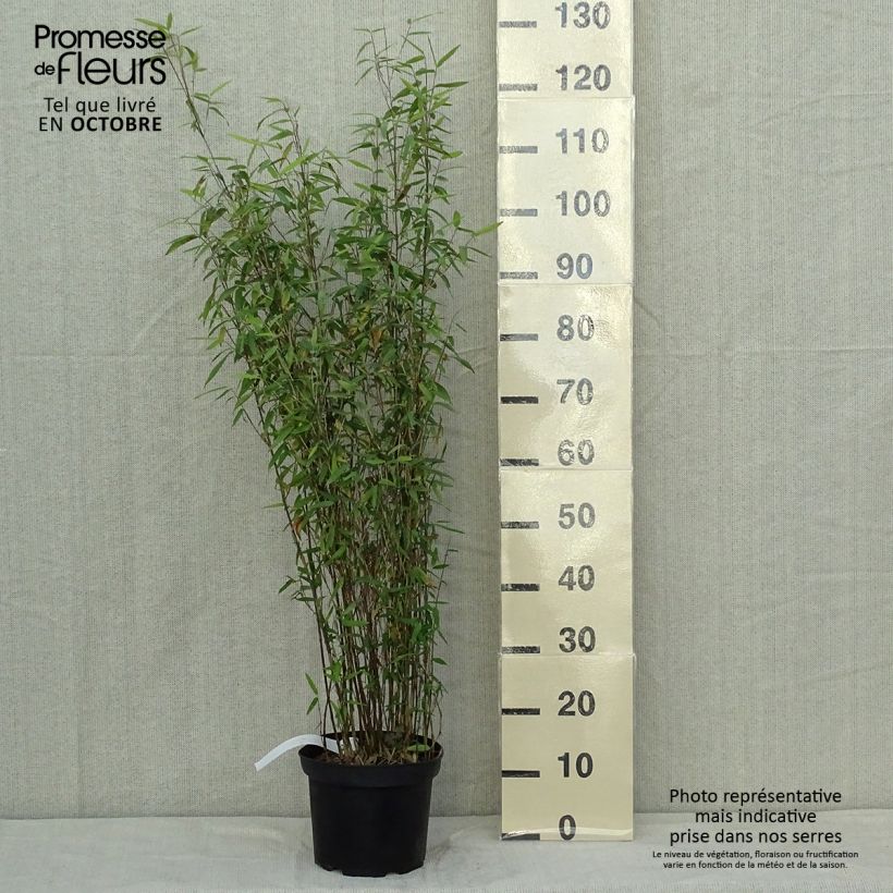 Spécimen de Fargesia demissa Gerry - Bambou non traçant Pot de 4L/5L tel que livré en automne