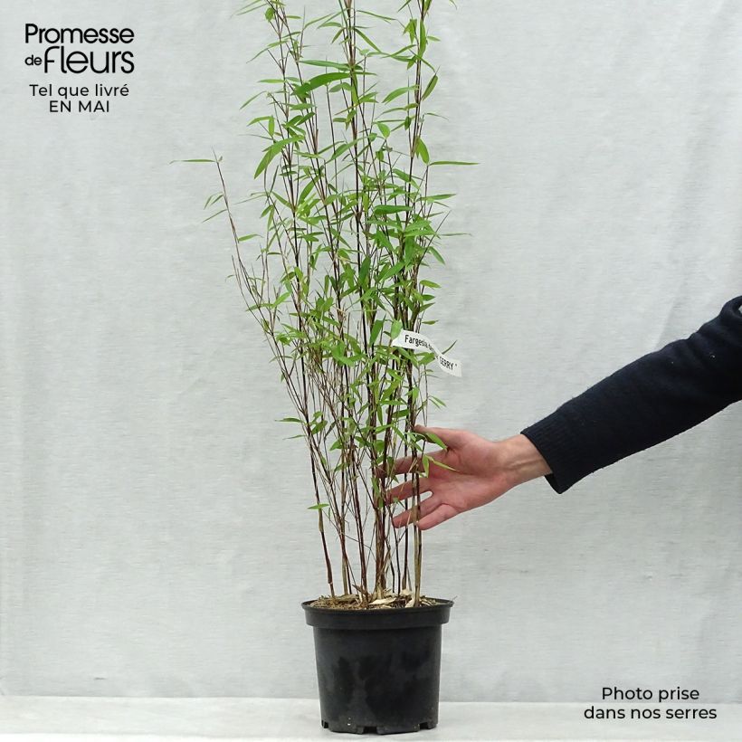 Spécimen de Fargesia demissa Gerry - Bambou non traçant 5L Pot de 4L/5L tel que livré au printemps