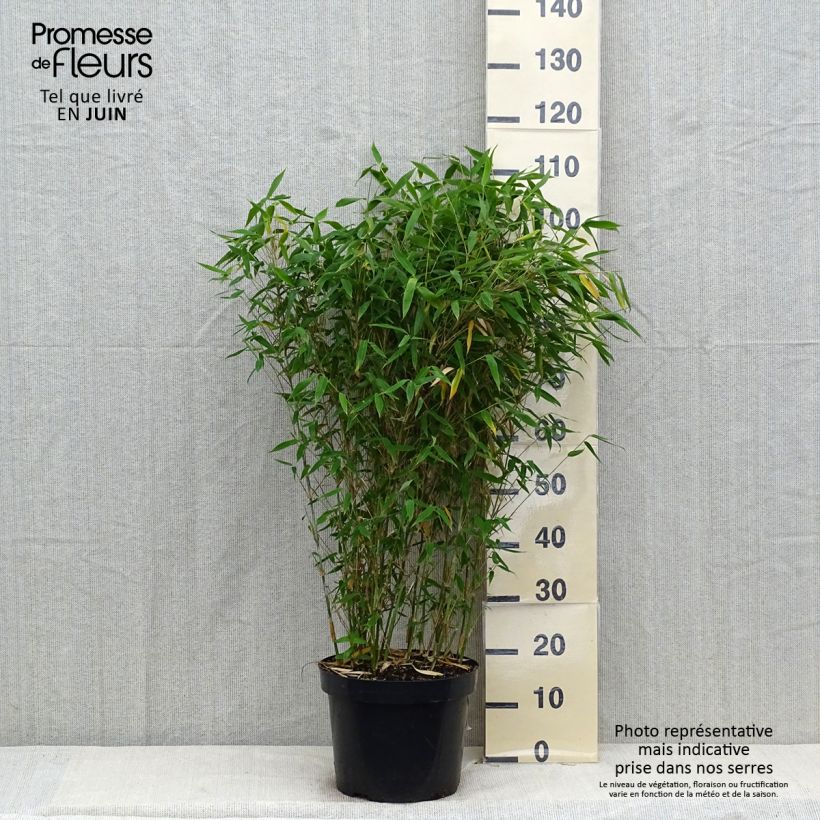 Spécimen de Fargesia murielae Dino - Bambou non traçant Pot de 7,5L/10L tel que livré en été