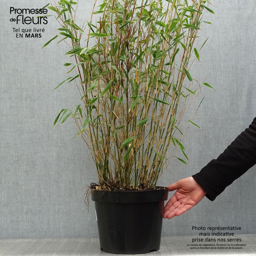 Spécimen de Fargesia murielae Dino - Bambou non traçant Pot de 7,5L/10LHauteur livrée env. 80/100cm tel que livré au printemps