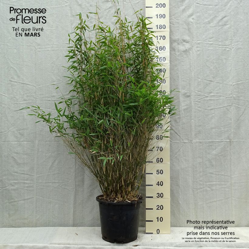 Spécimen de Fargesia murielae Dino - Bambou non traçant Pot de 20L/25LHauteur livrée env. 125/150cm tel que livré au printemps