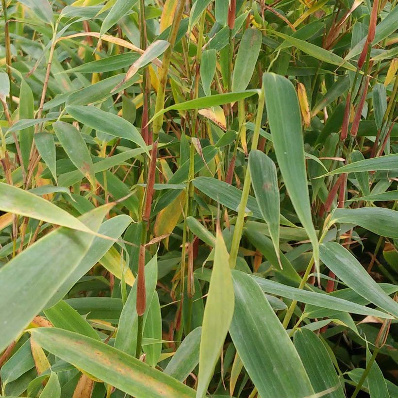 Fargesia murielae Panda - Bambou non traçant (Feuillage)