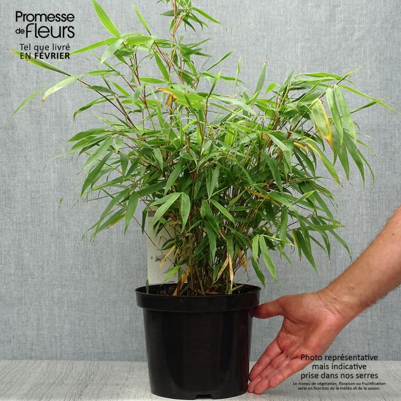 Spécimen de Fargesia murielae Tauro - Bambou non tracant Pot de 4L/5L tel que livré en automne