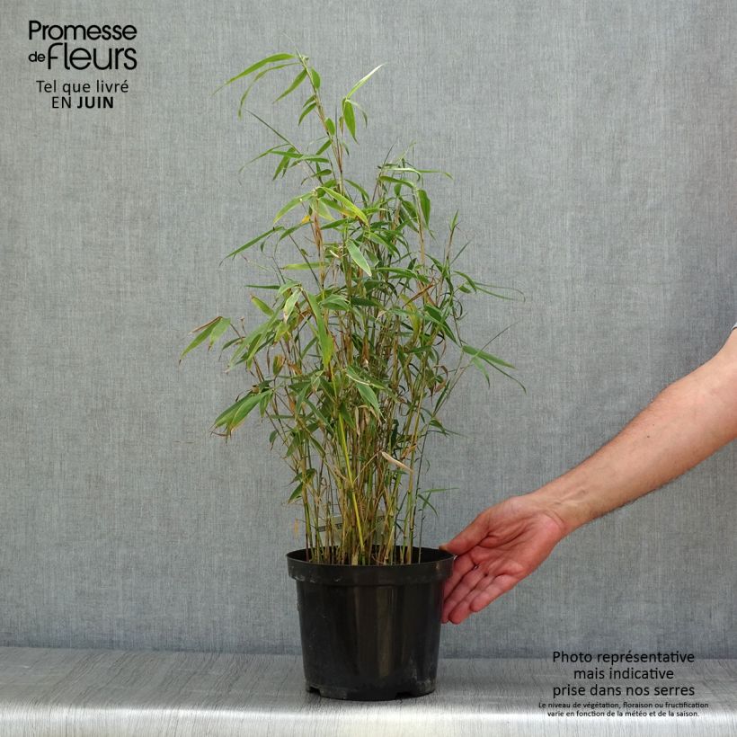 Spécimen de Fargesia murielae Tauro - Bambou non tracant Pot de 4L/5L tel que livré en été
