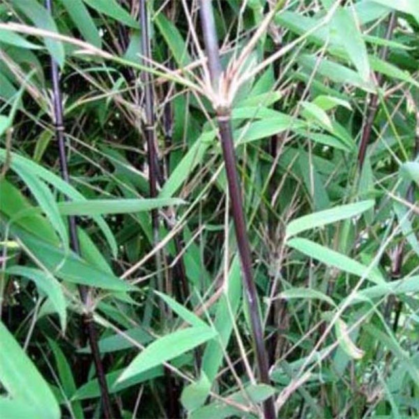 Fargesia nitida Black Pearl - Bambou non traçant  (Feuillage)