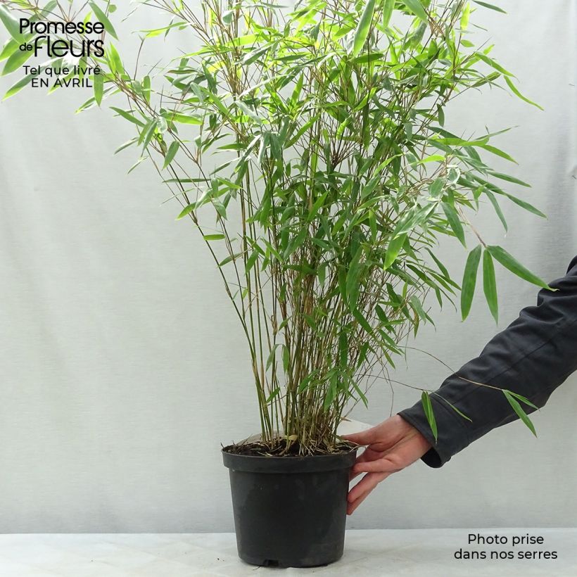 Spécimen de Fargesia nitida Black Pearl - Bambou non traçant  tel que livré au printemps