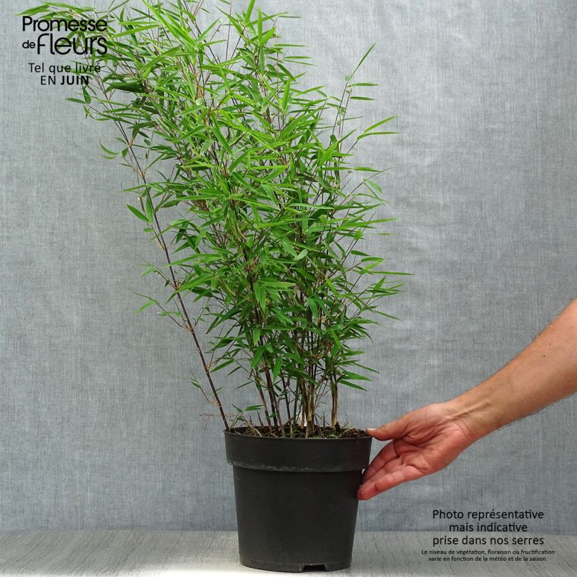 Spécimen de Fargesia nitida Black Pearl - Bambou non traçant  Pot de 4L/5L tel que livré en été