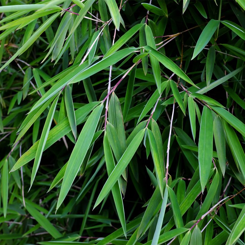 Fargesia nitida Gansu - Bambou non traçant (Feuillage)
