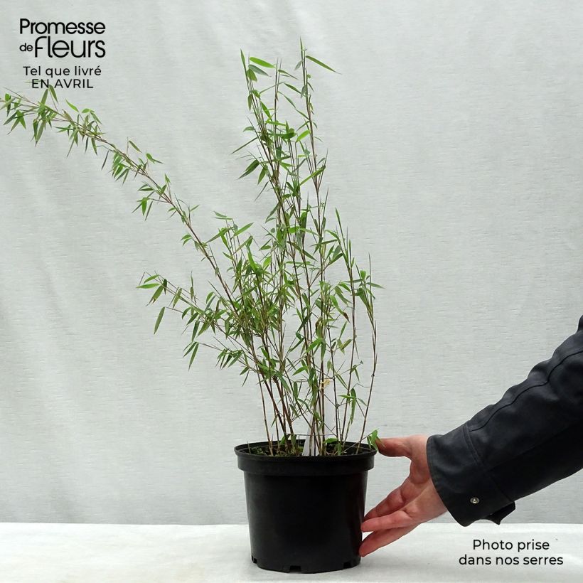 Spécimen de Fargesia nitida Jiu - Bambou non traçant pot de 3L  tel que livré au printemps