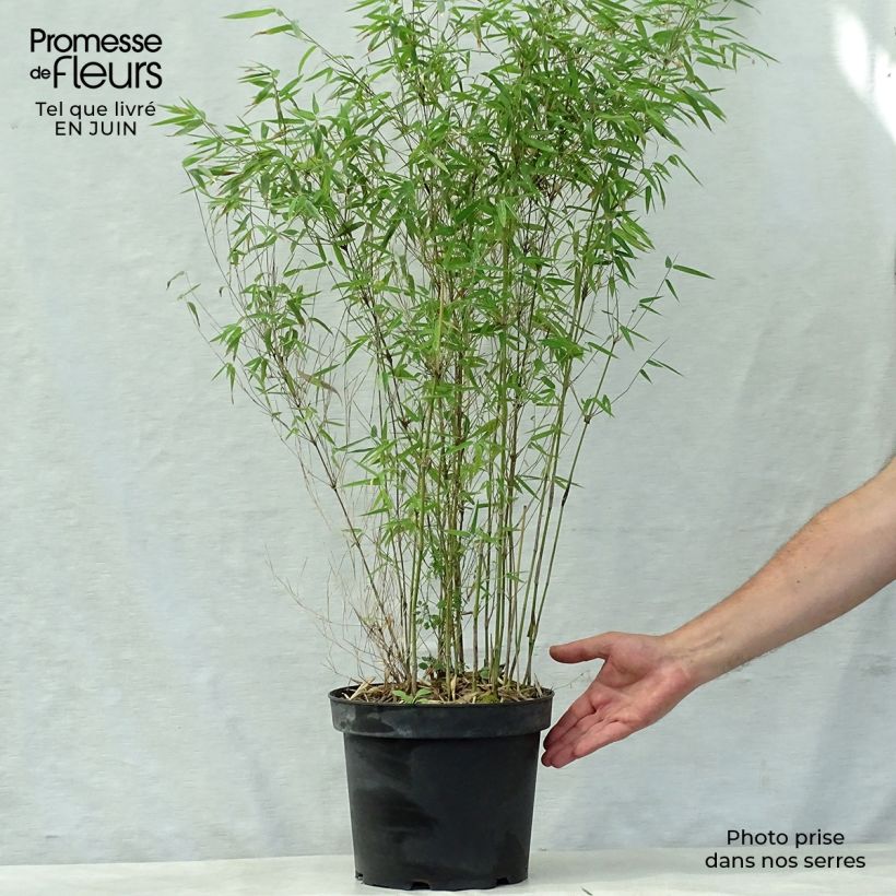 Spécimen de Fargesia nitida Jiu - Bambou non traçant Pot de 7,5L/10L tel que livré en été