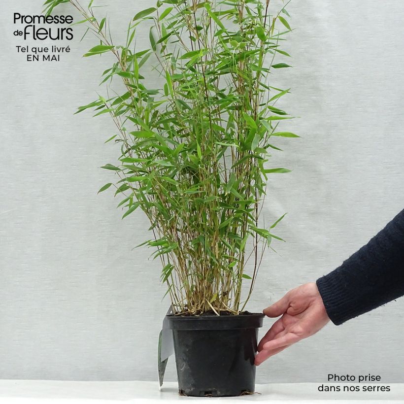 Spécimen de Fargesia nitida Obelisk - Bambou non traçant Pot de 2L/3LHauteur livrée env. 50/60cm tel que livré au printemps