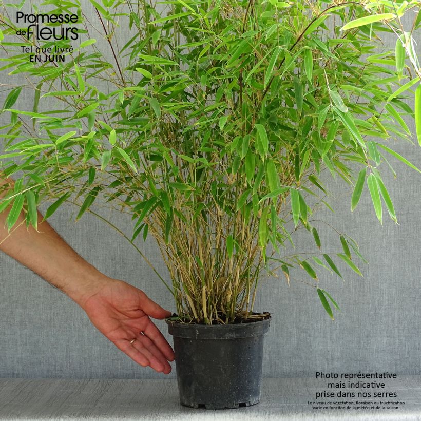 Spécimen de Fargesia nitida Obelisk - Bambou non traçant Pot de 2L/3L tel que livré en été