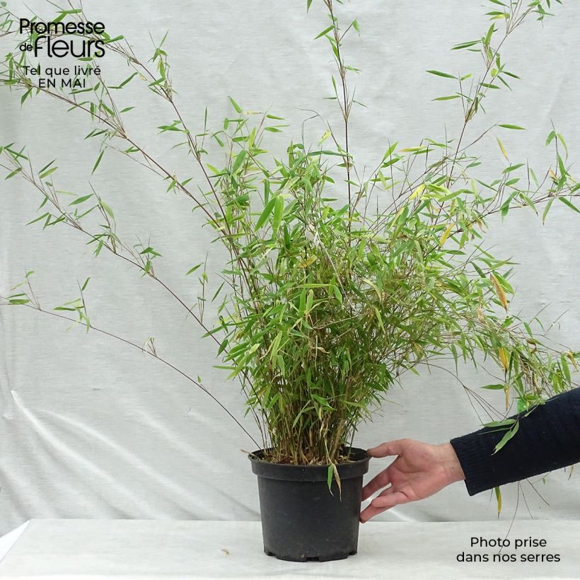 Spécimen de Fargesia nitida Obelisk - Bambou non traçant Pot de 4L/5LHauteur livrée env. 60/80cm tel que livré au printemps