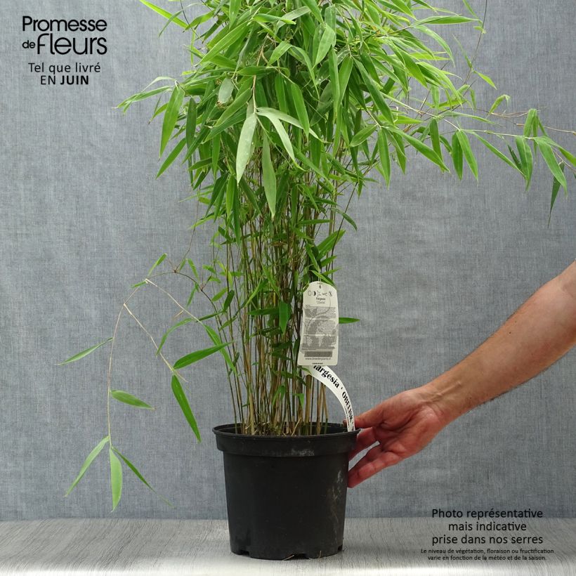 Spécimen de Fargesia nitida Obelisk - Bambou non traçant Pot de 4L/5L tel que livré en été