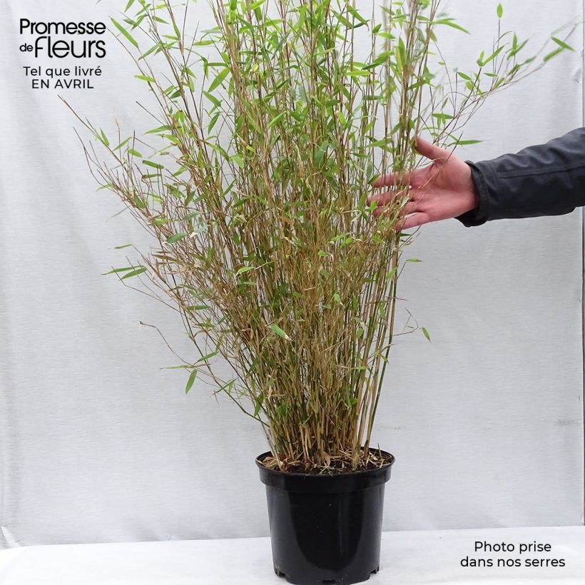 Spécimen de Fargesia nitida Obelisk - Bambou non traçant Pot de 7,5L/10LHauteur livrée env. 100/120cm tel que livré au printemps