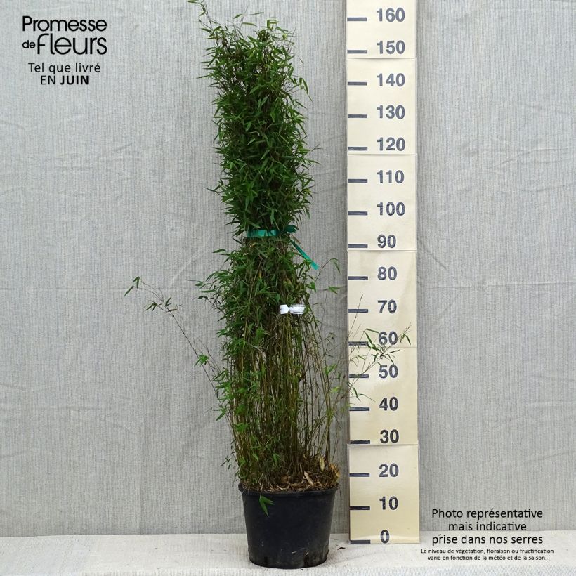 Spécimen de Fargesia nitida Red Dragon - Bambou non traçant Pot de 7,5L/10L tel que livré en été