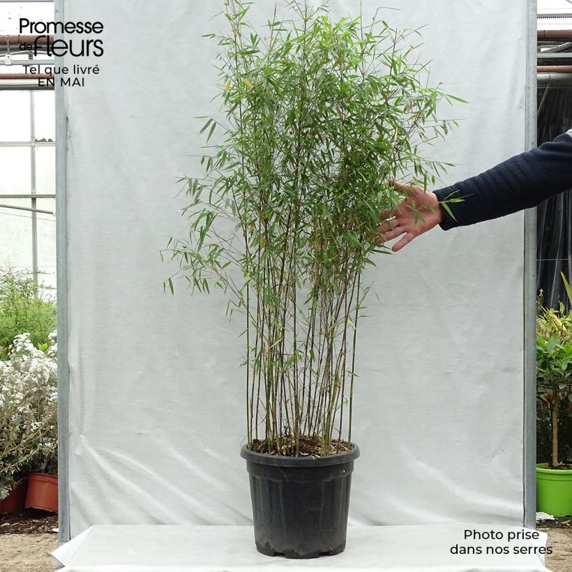 Spécimen de Fargesia nitida Red Dragon - Bambou non traçant pot de 10L 80/100 cm tel que livré au printemps