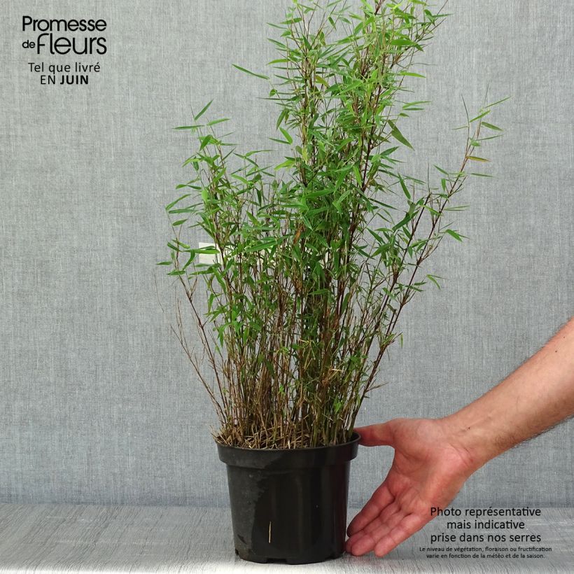 Spécimen de Fargesia nitida Red Dragon - Bambou non traçant - pot de 2L/3L tel que livré au printemps
