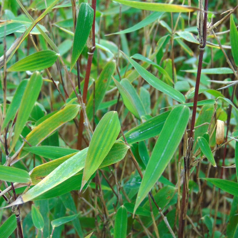 Fargesia nitida Red Dragon - Bambou non traçant (Feuillage)