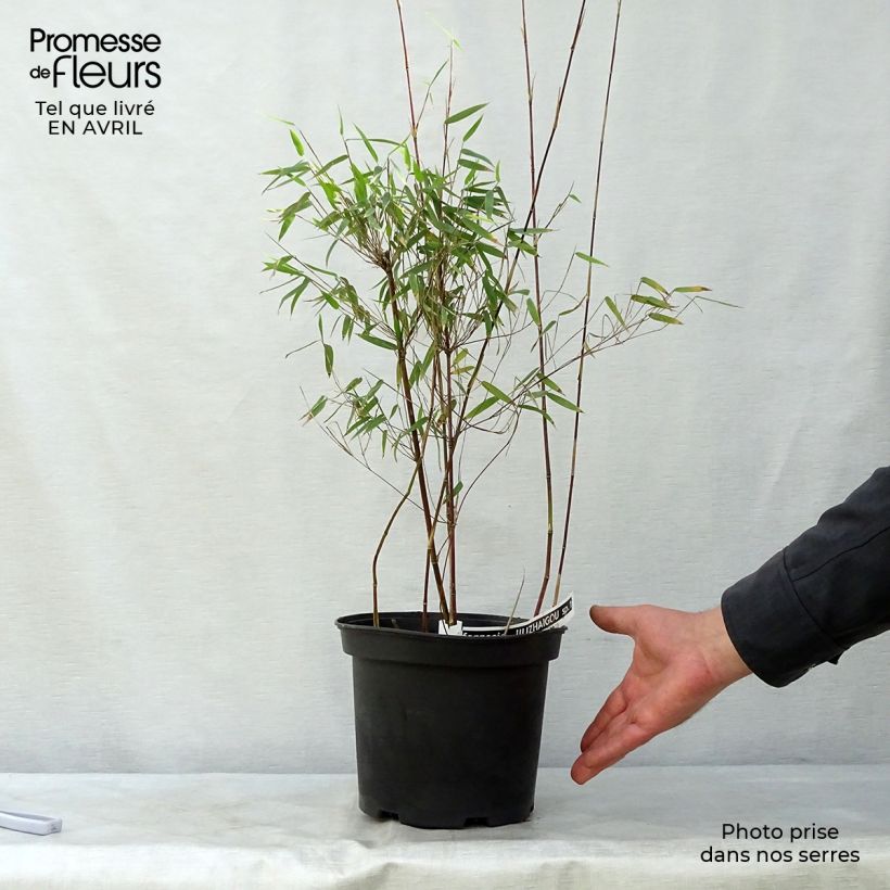 Spécimen de Fargesia nitida Red Dragon - Bambou non traçant pot de 5L 40/60 cm tel que livré au printemps