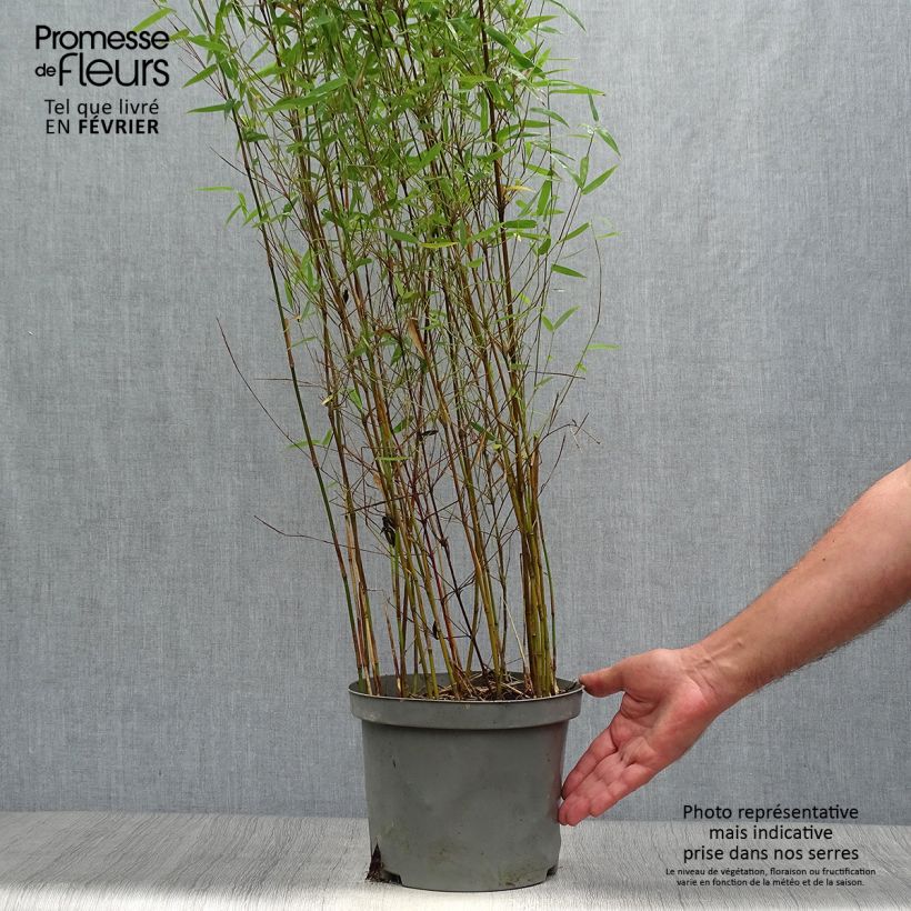Spécimen de Fargesia nitida Red Dragon - Bambou non traçant Pot de 4L/5L tel que livré en automne