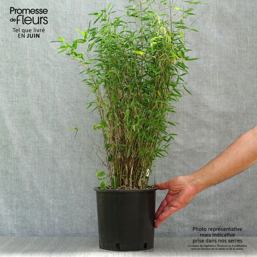 Spécimen de Fargesia nitida Red Dragon - Bambou non traçant Pot de 4L/5L tel que livré en été