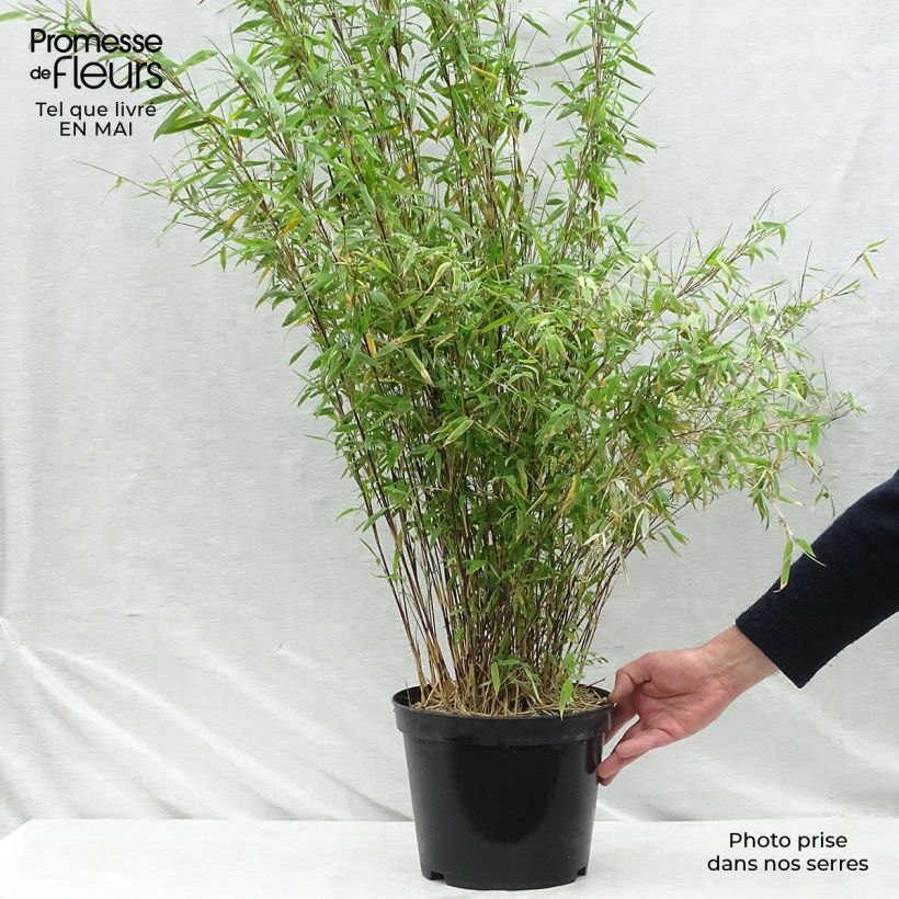 Spécimen de Fargesia nitida Volcano - Bambou non traçant Pot de 7,5L/10LHauteur livrée env. 100/125cm tel que livré au printemps