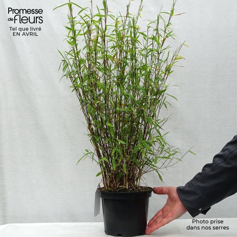 Spécimen de Fargesia nitida Volcano - Bambou non traçant Pot de 2L/3LHauteur livrée env. 40/50cm tel que livré au printemps