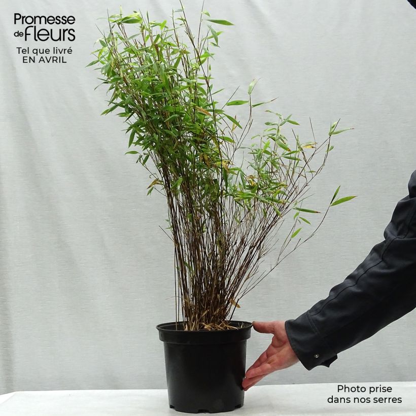 Spécimen de Fargesia nitida Volcano - Bambou non traçant Pot de 4L/5LHauteur livrée env. 60/80cm tel que livré au printemps