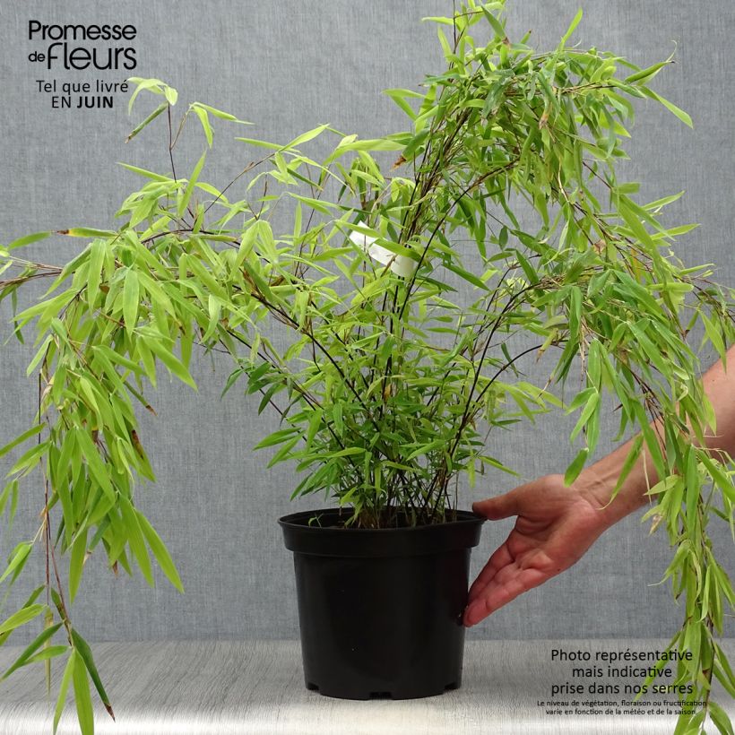 Spécimen de Fargesia nitida Volcano - Bambou non traçant Pot de 4L/5L tel que livré en été