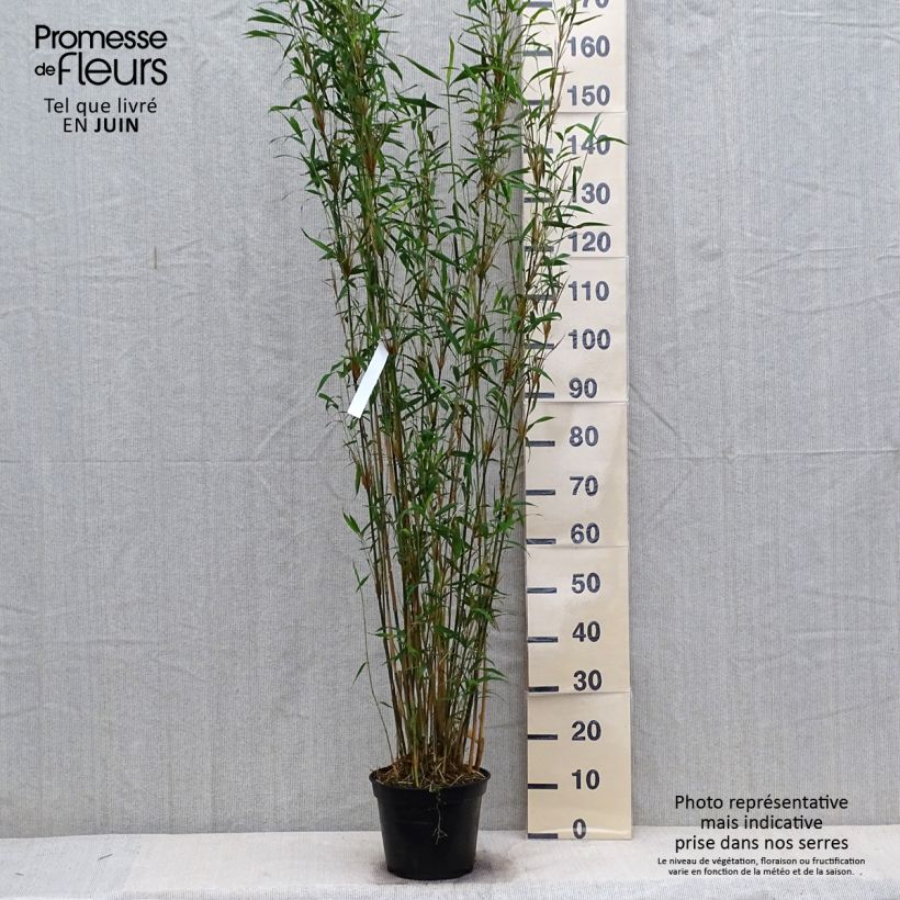 Spécimen de Fargesia papyrifera Blue Dragon - Bambou non traçant Pot de 4L/5L tel que livré en été