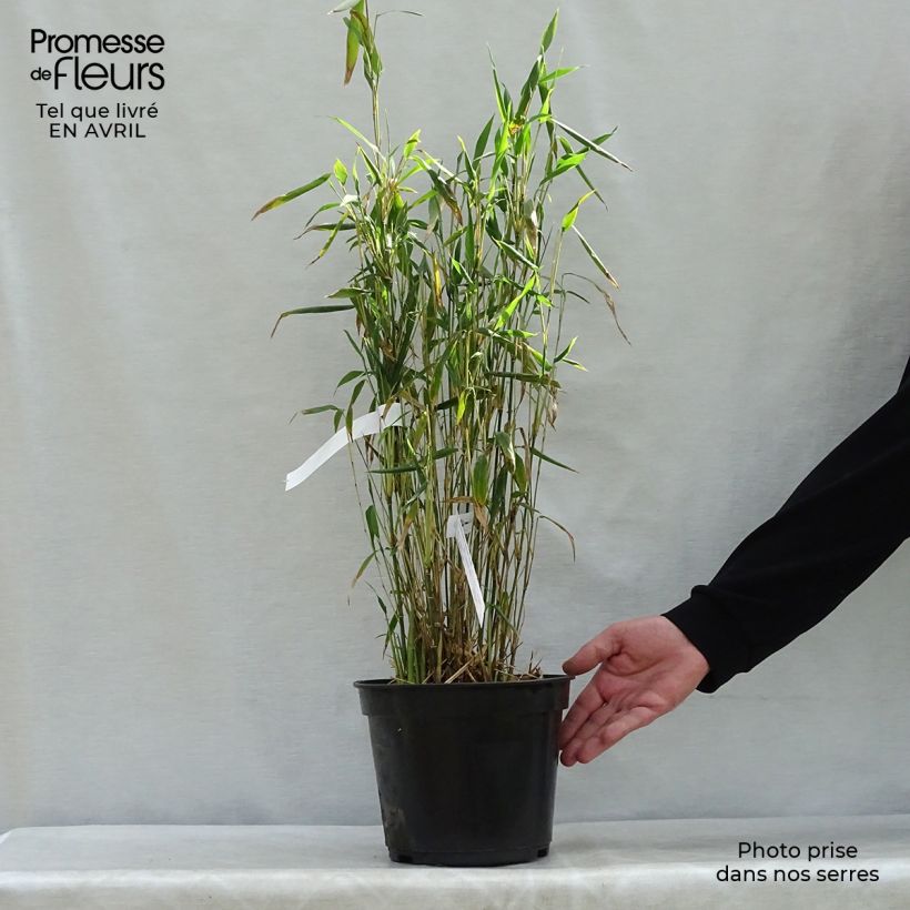 Spécimen de Fargesia papyrifera Blue Dragon - Bambou non traçant pot 4/5L tel que livré au printemps