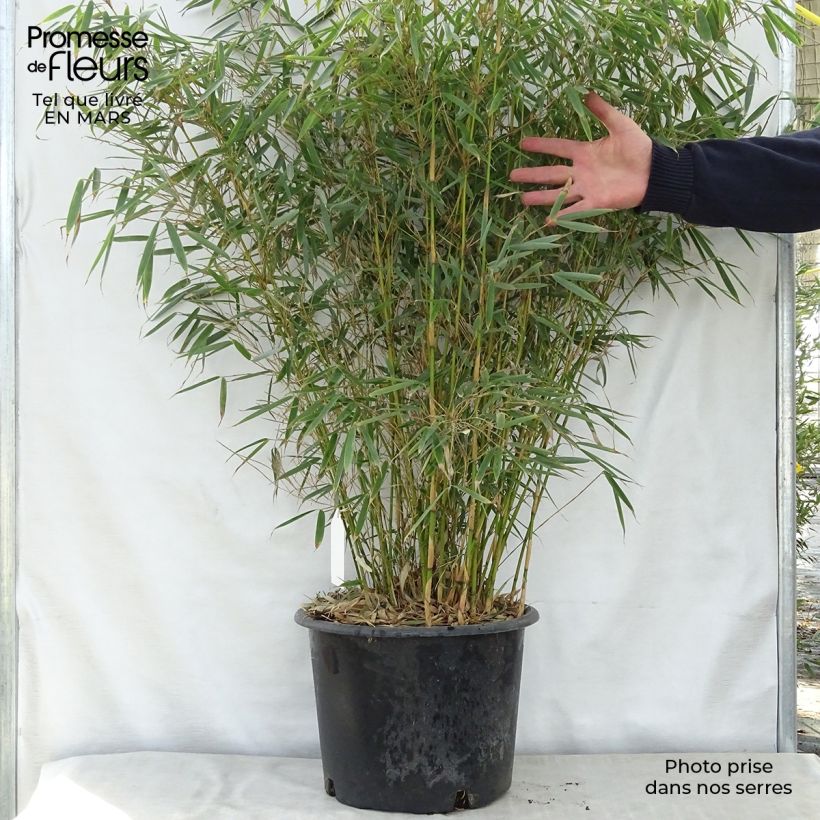 Spécimen de Fargesia robusta - Bambou non traçant tel que livré en printemps
