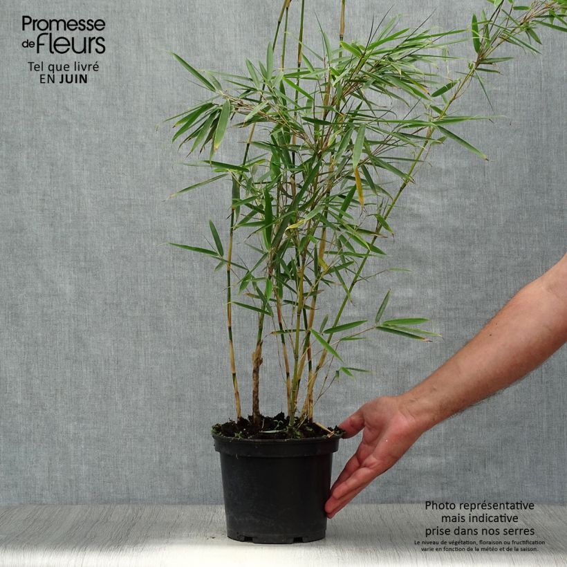 Spécimen de Fargesia robusta - Bambou non traçant Pot de 2L/3L tel que livré en été
