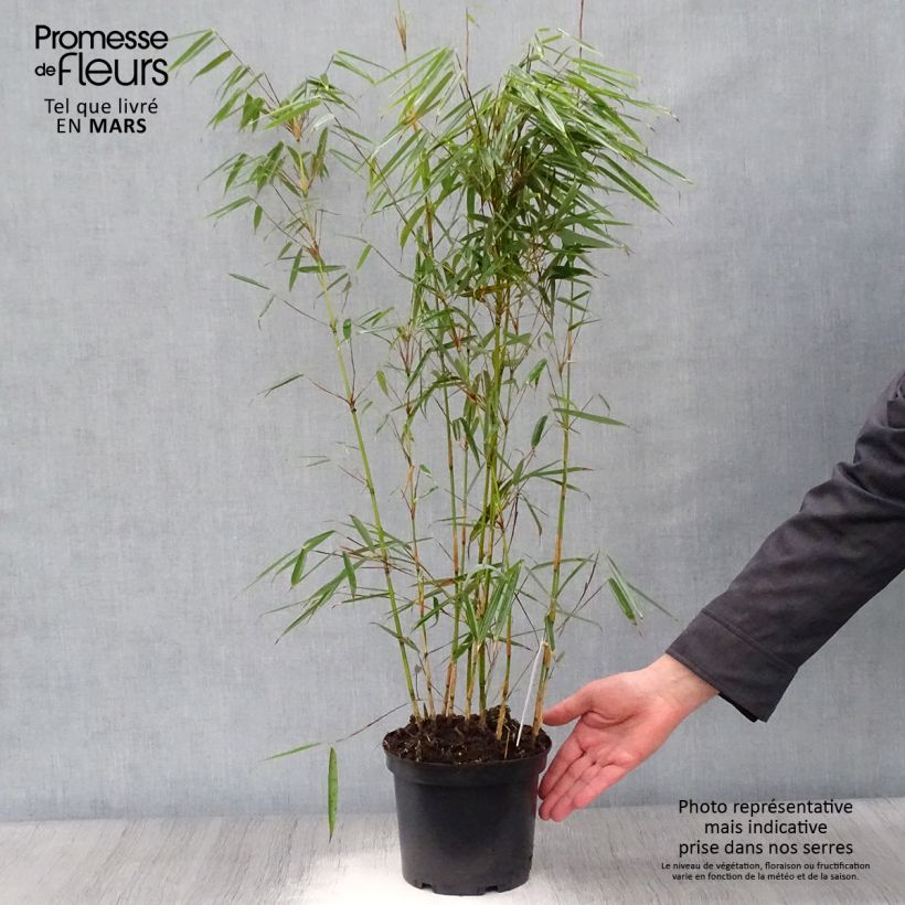 Spécimen de Fargesia robusta - Bambou non traçant tel que livré en printemps