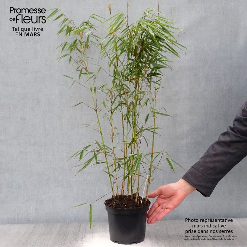 Spécimen de Fargesia robusta - Bambou non traçant Pot de 2L/3LHauteur livrée env. 50/60cm tel que livré au printemps