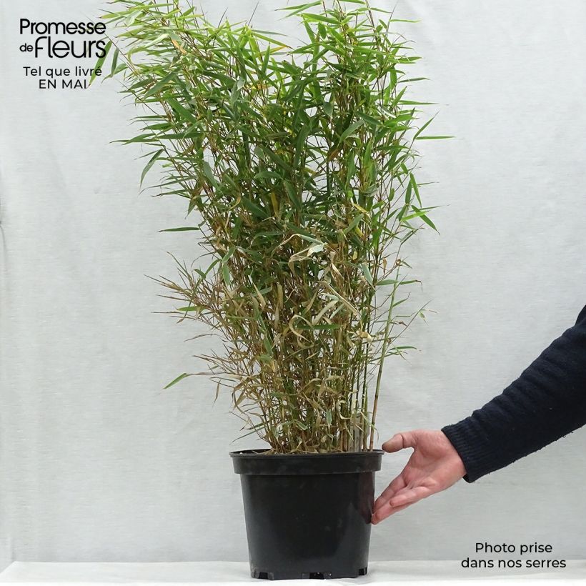 Spécimen de Fargesia robusta - Bambou non traçant Pot de 4L/5LHauteur livrée env. 80/120cm tel que livré au printemps