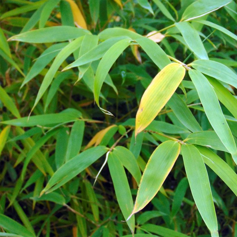 Fargesia robusta Campbell - Bambou non traçant (Feuillage)