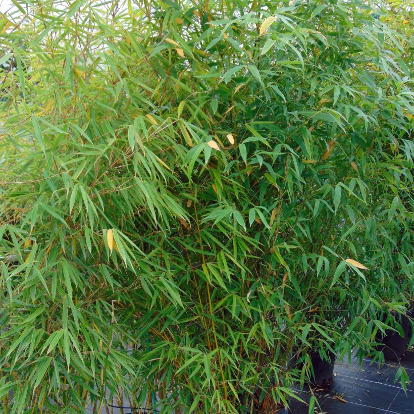 Fargesia robusta Campbell - Bambou non traçant (Port)