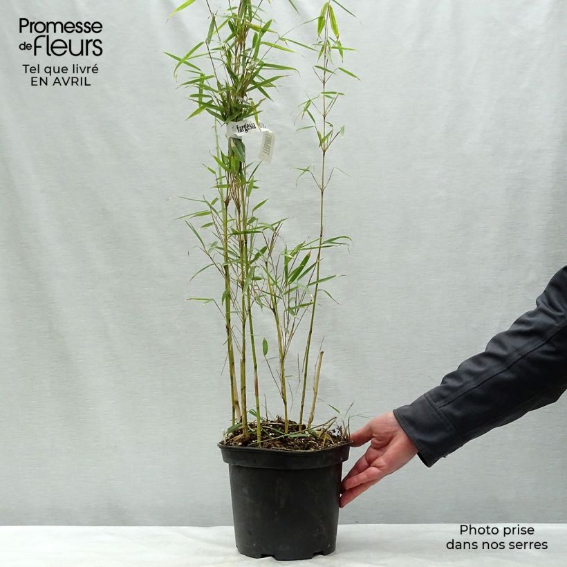 Spécimen de Fargesia robusta Campbell - Bambou non traçant Pot de 3L/4L  tel que livré au printemps