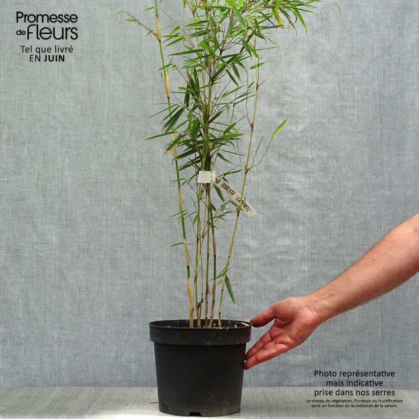 Spécimen de Fargesia robusta Campbell - Bambou non traçant Pot de 3L/4L tel que livré en été
