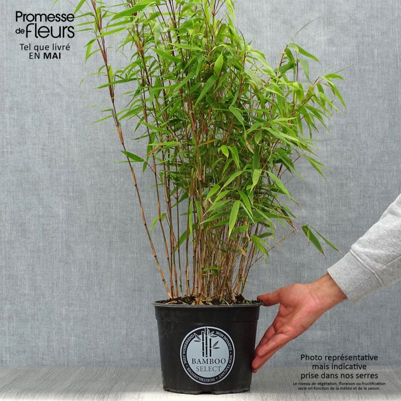 Spécimen de Fargesia robusta Formidable Pot de 4L/5L tel que livré au printemps