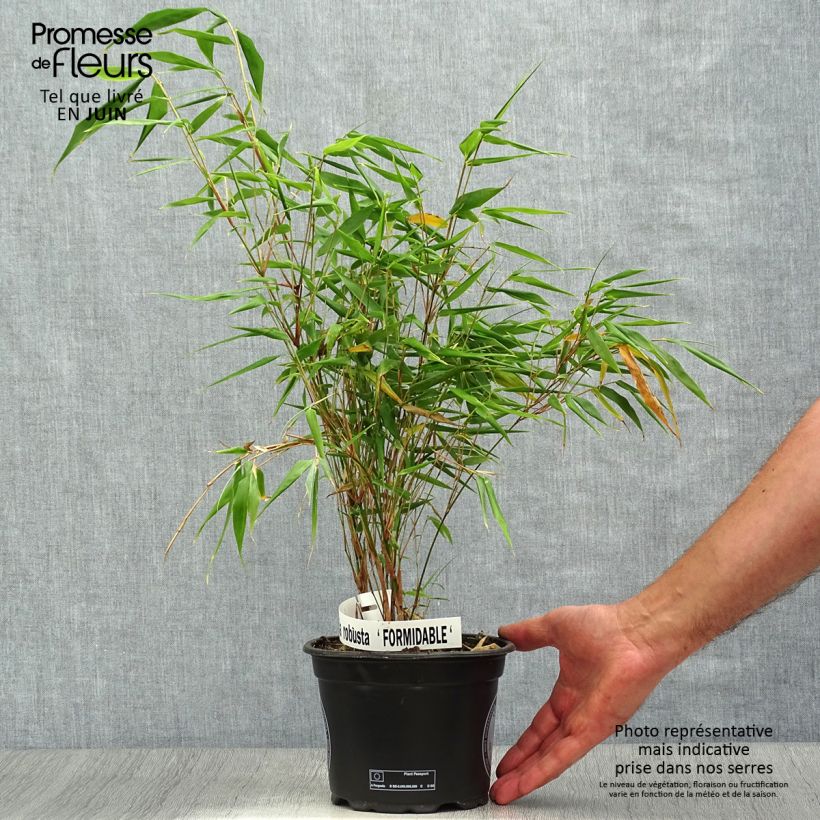 Spécimen de Fargesia robusta Formidable Pot de 1,5L/2L tel que livré en été