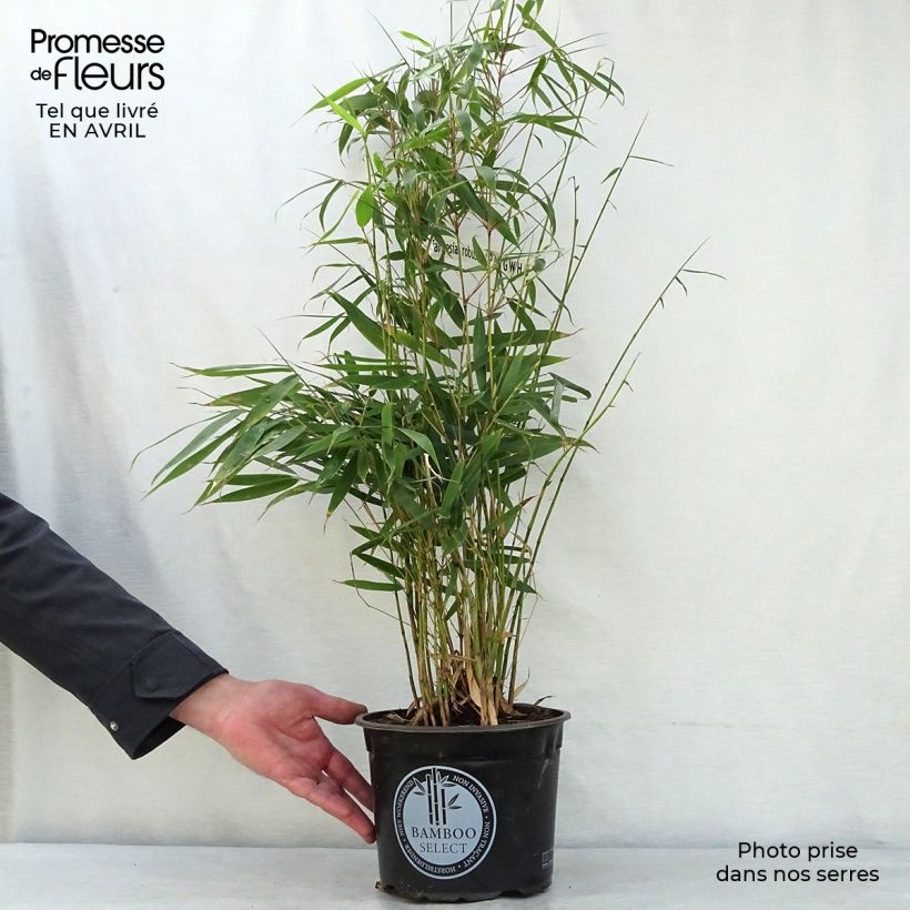 Spécimen de Fargesia robusta Pingwu - Bambou non traçant Pot de 4L/5LHauteur livrée env. 60/80cm tel que livré au printemps