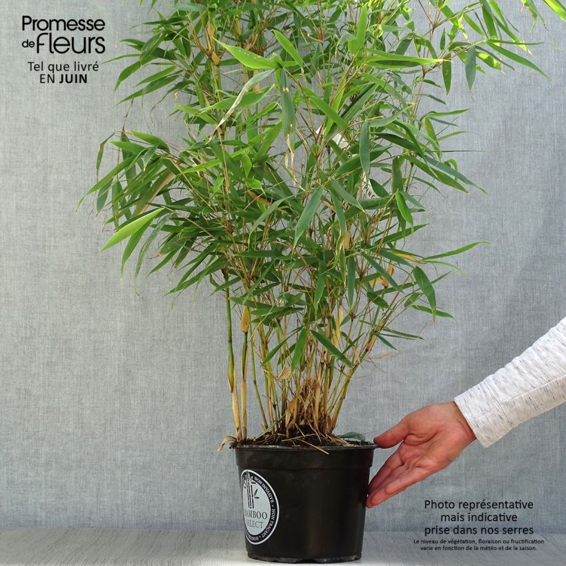 Spécimen de Fargesia robusta Pingwu - Bambou non traçant Pot de 4L/5L tel que livré en été