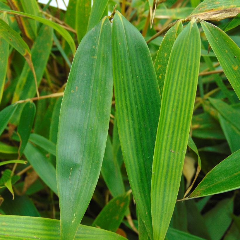 Fargesia robusta Pingwu - Bambou non traçant (Feuillage)