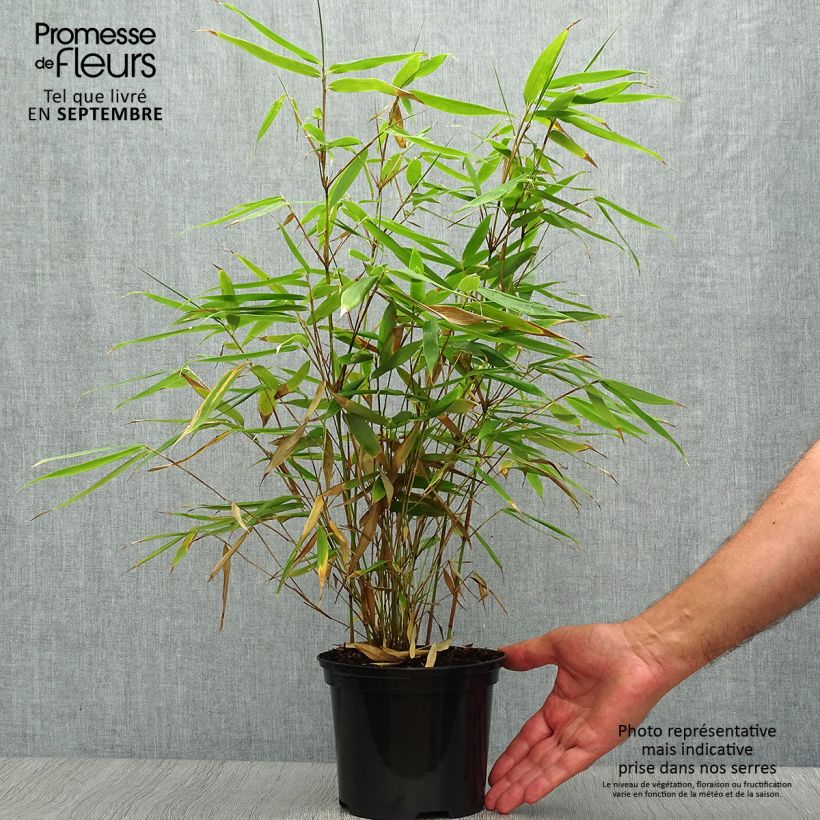 Spécimen de Fargesia robusta Pingwu - Bambou non traçant tel que livré en automne