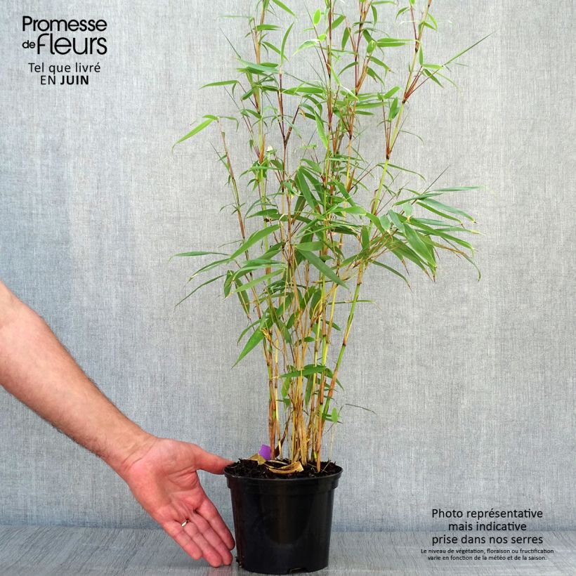 Spécimen de Fargesia robusta Pingwu - Bambou non traçant Pot de 2L/3L tel que livré en été