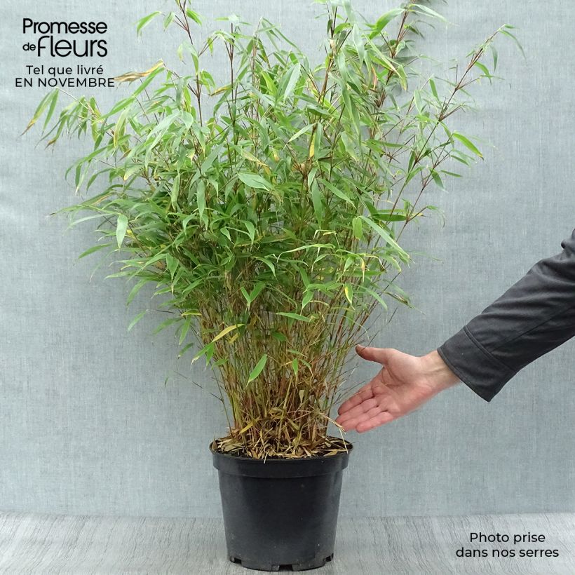 Spécimen de Fargesia robusta Pingwu - Bambou non traçant tel que livré en automne