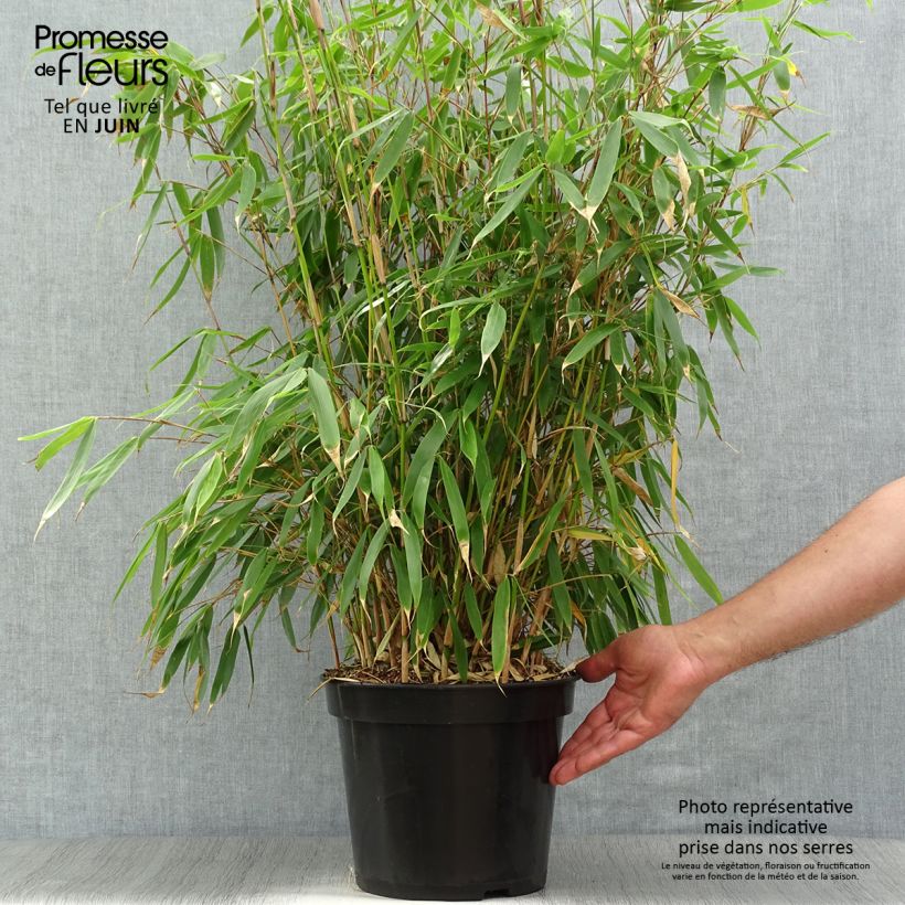 Spécimen de Fargesia robusta Pingwu - Bambou non traçant Pot de 7,5L/10L tel que livré en été